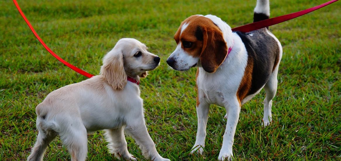 Godrej Retreat Pet Corner