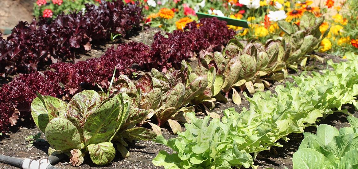 Godrej Icon Landscaped Gardens