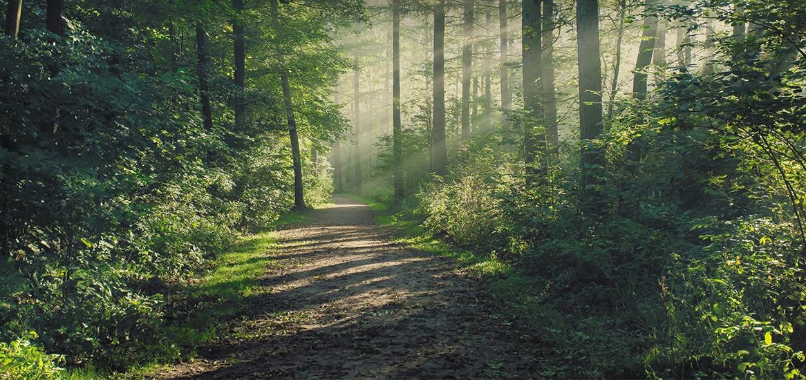 Godrej Meadows 2 Forest Walkway/Tree Court